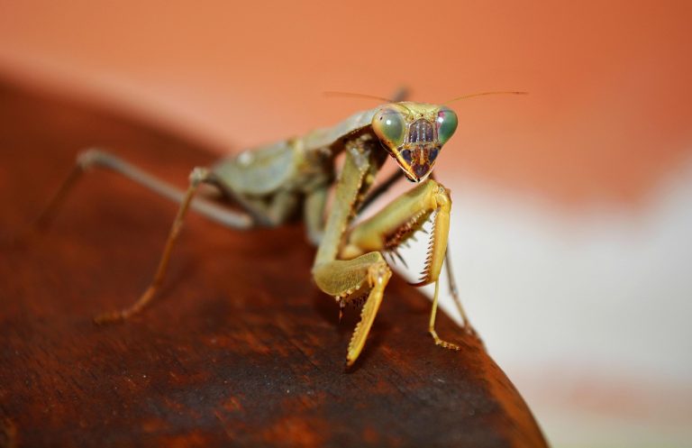 découvrez les solutions aux problèmes courants de chatgpt et comment résoudre rapidement les bugs pour une expérience optimale.